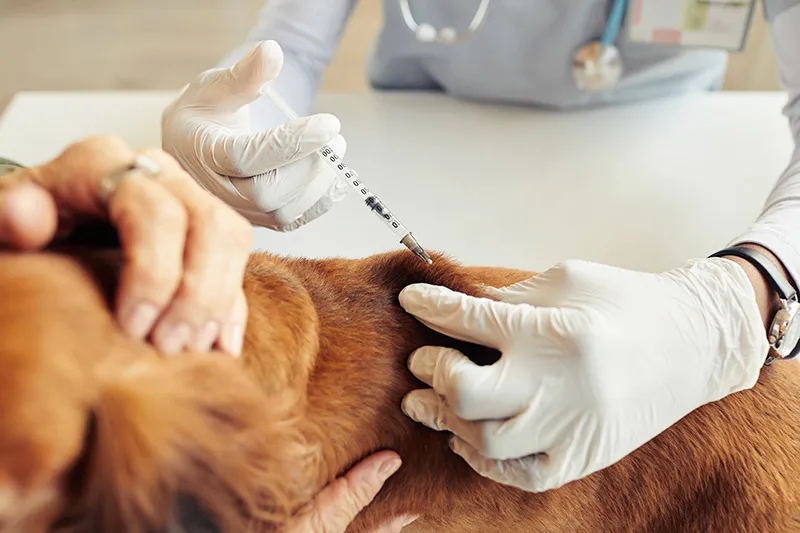 狂犬病予防接種はペットの命を守るために必要