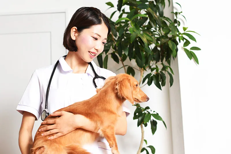 ペットの健康を守るために必要な予防医療の重要性