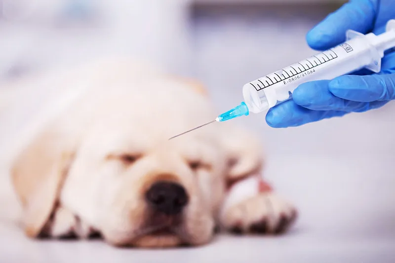 種々の感染症からペットを守る予防接種の重要性